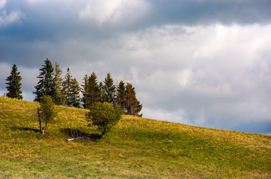 trees on the grassy hillside on an overcast day. beautiful nature scenery