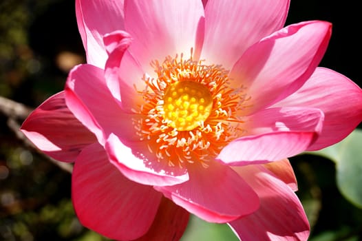 Lotus flower in a flood plain of the Volga River in the Volgograd region in Russia