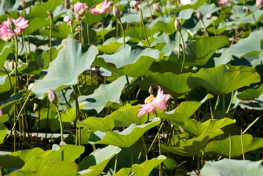 Lotus flower in a flood plain of the Volga River in the Volgograd region in Russia