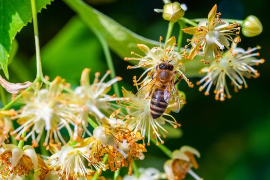 Honey bee in Linden Flowers, Apis Carnica in Linden Flowers, close up of Bumble bee collecting nectar, honey, bee pollinating