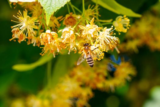 Bumblebee in Linden Flowers, close up of Bumble bee collecting nectar, honey