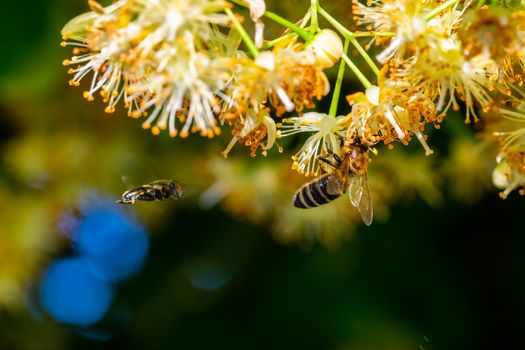 Bumblebee in Linden Flowers, close up of Bumble bee collecting nectar, honey