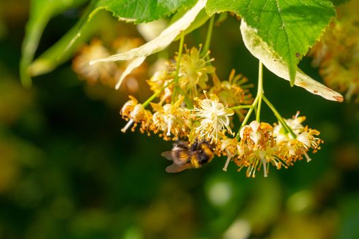 Bumblebee in Linden Flowers, close up of Bumble bee collecting nectar, honey