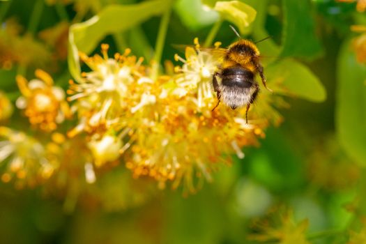 Bumblebee in Linden Flowers, close up of Bumble bee collecting nectar, honey