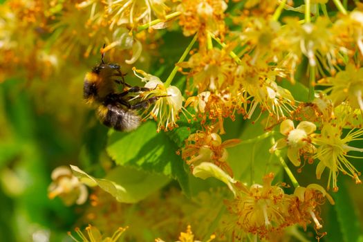 Bumblebee in Linden Flowers, close up of Bumble bee collecting nectar, honey