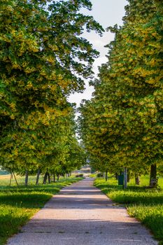 Spring, summer landscape, linden alley in the sun, footpath in nature park. Branches of trees hanging over the path, Slovenska Bistrica, Slovenia