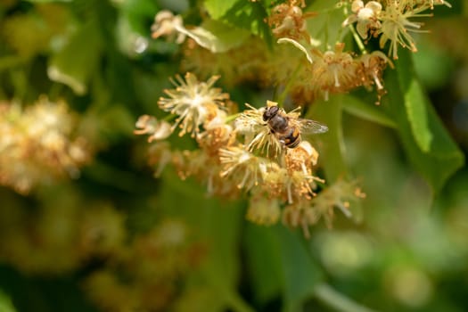 Hover fly sitting linden leaf, close up macro shot