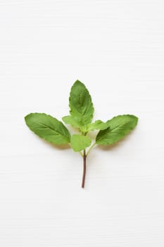 Holy basil fresh leaves on white