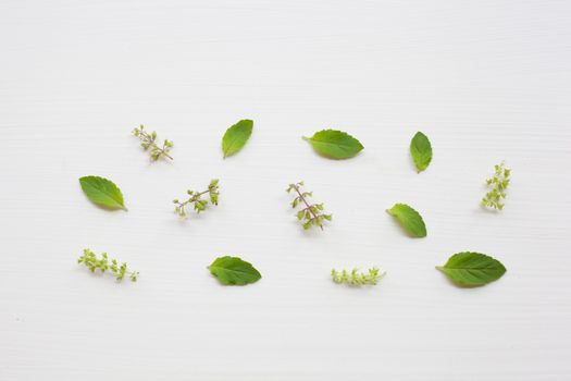 Holy Basil leaves and flower on white background.