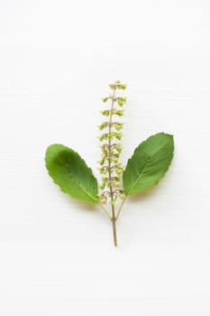 Holy basil fresh leaves on white