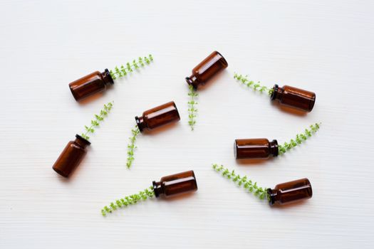 Holy Basil Essential Oil in a Glass Bottle with Fresh Holy Basil flower on white background.