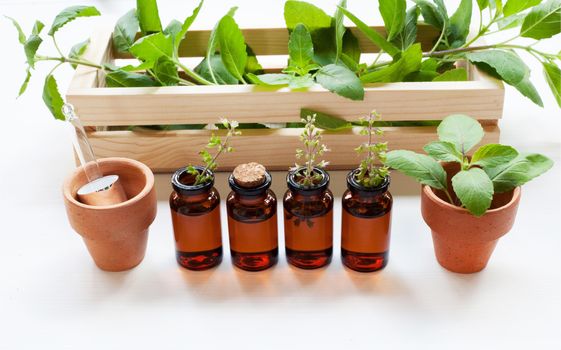 Holy Basil Essential Oil in a Glass Bottle with Fresh Holy Basil leaves and flower on white background.