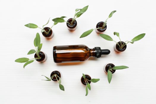 Natural sage essential oil with sage leaves on white  background.