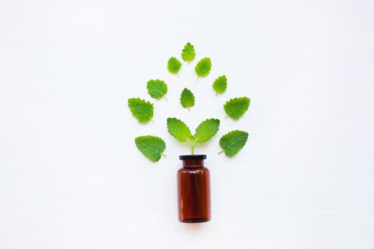 A bottle of melissa lemon balm essential oil with fresh  leaves. Top view