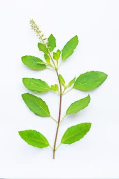 Holy Basil on white background. Top view