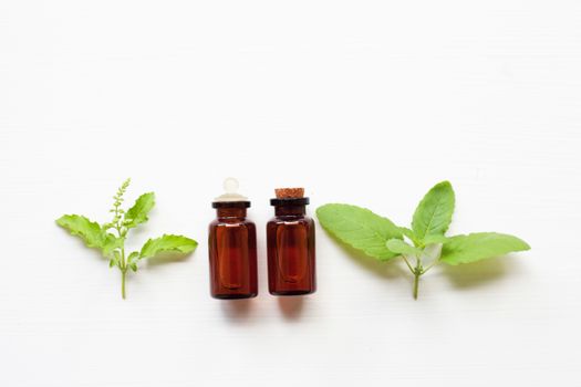 Holy basil essential oil with  fresh leaves.
