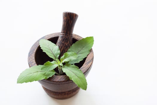 Holy Basil in wooden mortar  on white background.