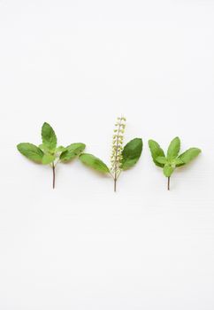 Holy basil fresh leaves on white