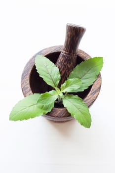 Holy Basil in wooden mortar  on white background.