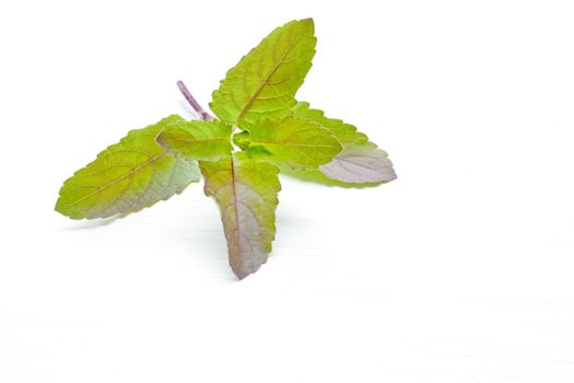 Holy basil  on white background.