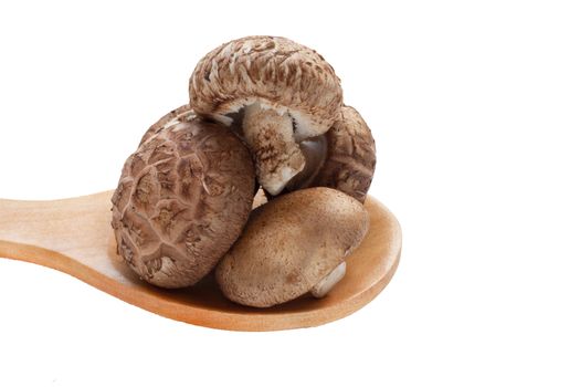 Shiitake mushrooms on wooden spoon  isolated on white background.