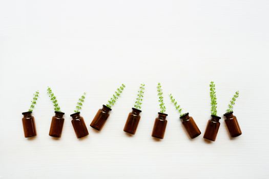 Holy Basil Essential Oil in a Glass Bottle with Fresh Holy Basil flower on white background.