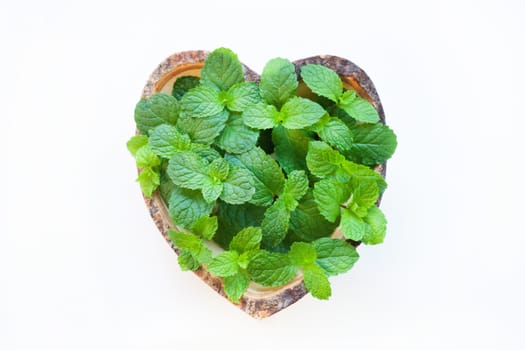 Mint on white background.