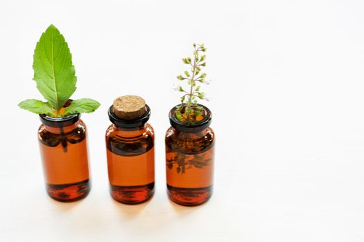 Holy Basil Essential Oil in a Glass Bottle with Fresh Holy Basil leaves and flower on white background.