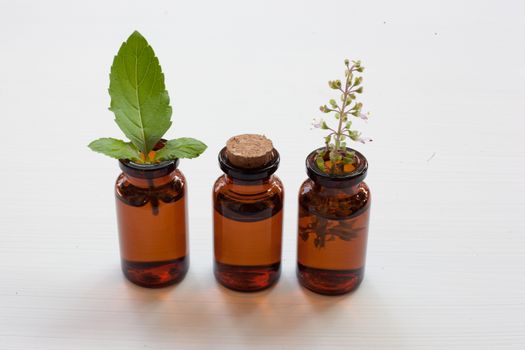 Holy Basil Essential Oil in a Glass Bottle with Fresh Holy Basil leaves and flower on white background.