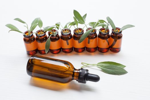 Natural sage essential oil with sage leaves on white  background.