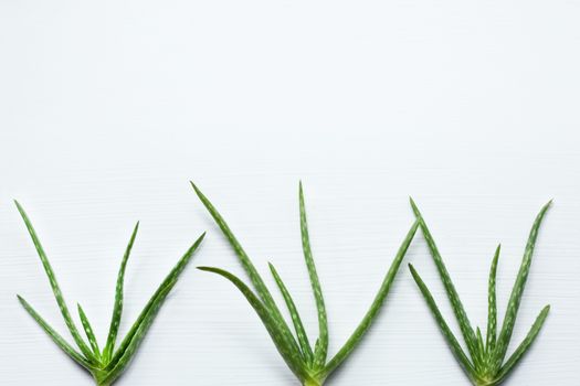 Aloe vera  on white background.