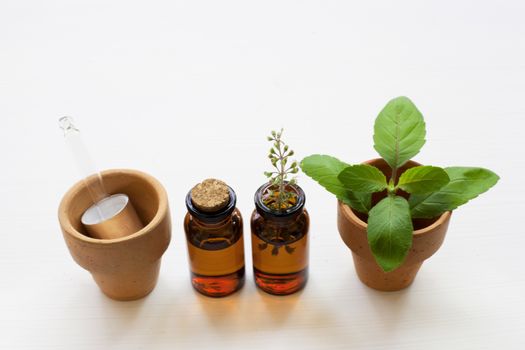 Holy Basil Essential Oil in a Glass Bottle with Fresh Holy Basil leaves and flower on white background.