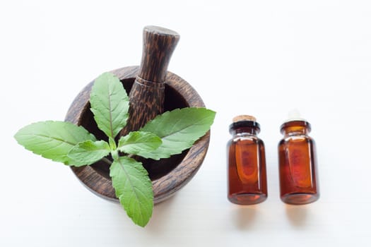 Holy basil essential oil with  fresh leaves.