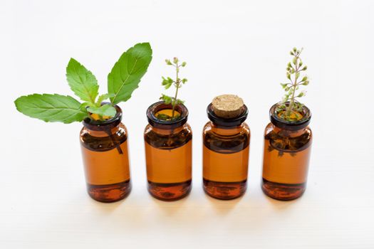 Holy Basil Essential Oil in a Glass Bottle with Fresh Holy Basil leaves and flower on white background.