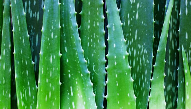 Aloe vera fresh leaves background. Top view