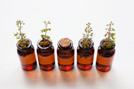 Holy Basil Essential Oil in a Glass Bottle with Fresh Holy Basil leaves and flower on white background.
