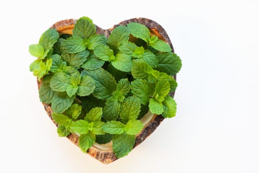 Mint on white background.