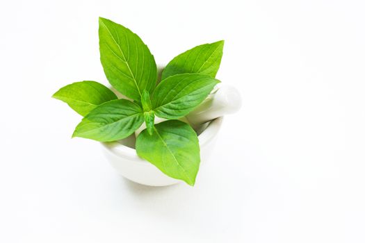 Basil in porcelain mortar and pestle  on white background.