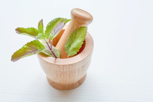 Holy basil  in wooden mortar on white background.