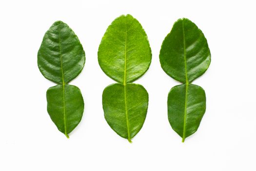 Bergamot kaffir lime leaves herb fresh ingredient isolated on white  background.
