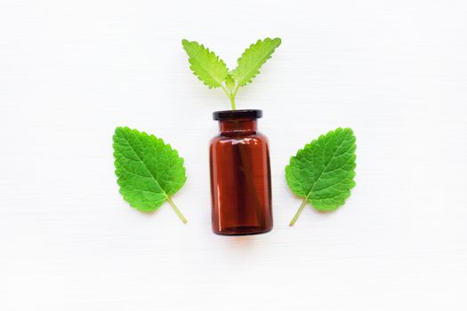 A bottle of melissa lemon balm essential oil with fresh  leaves.