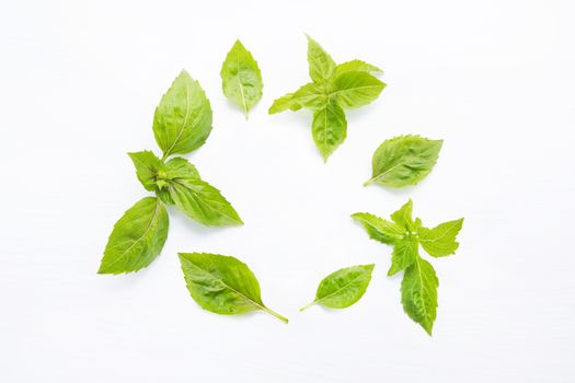 Basil leaves on white  blackground.