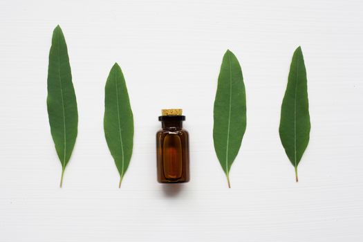 Eucalyptus oil bottle with  leaves on white background.
