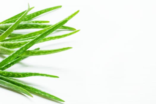 Aloe vera fresh leaves on white background.