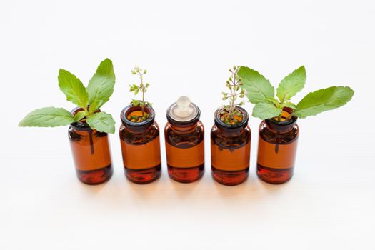 Holy Basil Essential Oil in a Glass Bottle with Fresh Holy Basil leaves and flower on white background.