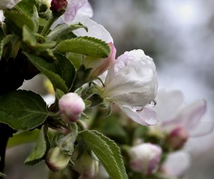 raindrops on the flowers of Apple, in the drop of flowers reflected on the tree