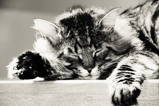 sleeping striped cat or kitten indoors. photo. black and white