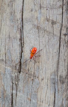 Kapok bug on wood, Probergrothius nigricornis, a common man-faced redbug from Thailand