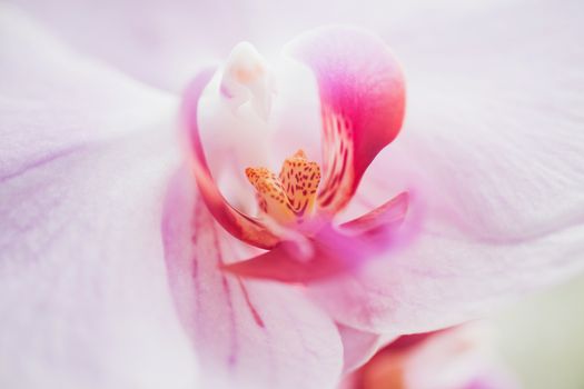 Orchid flower in garden at winter or spring day for postcard beauty and agriculture idea concept design. Phalaenopsis Orchid.