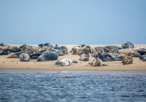 A Colony Of Harbor And Gray Seals Resting On A Beach In Scotland With Copy Space